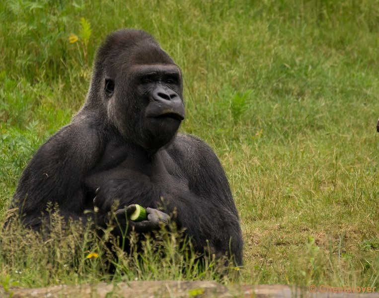 _DSC6139.JPG - Gorilla