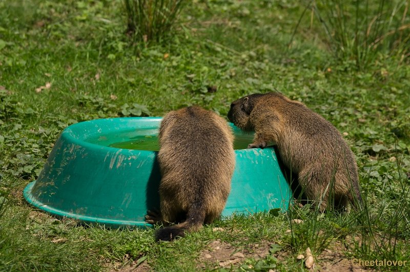 _DSC6858.JPG - Twee Mamotten in Wildpark Gangelt"Wat denk je....zullen we een duik nemen"?"Ik weet 't niet hoor...als het water maar niet te koud is"