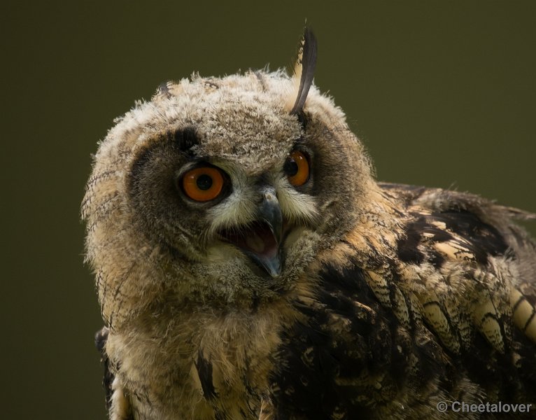 _DSC6899.JPG - Europese Oehoe in Wildpark Gangelt"Welk veertje" ??!!!!