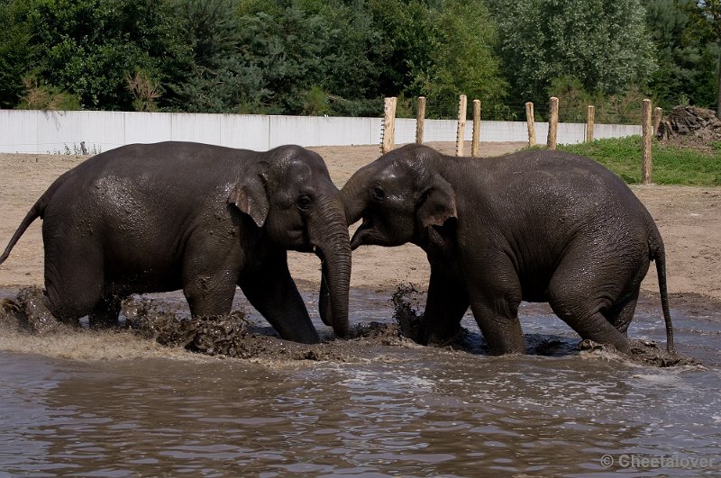 _DSC7430.JPG - Aziatische Olifant