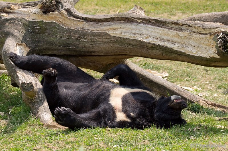 _DSC7470.JPG - Kraagbeer aan het genieten van de zomer
