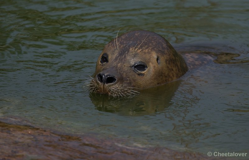 _DSC7532.JPG - Zeehond