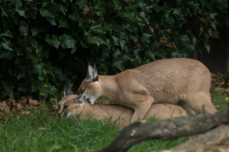 _DSC8552.JPG - Caracal