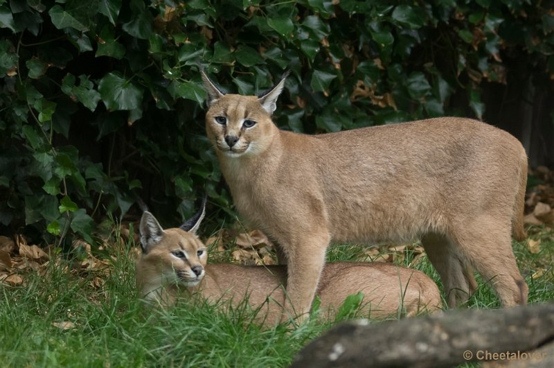 _DSC8561.JPG - Caracal