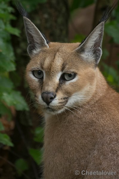_DSC8597.JPG - Caracal