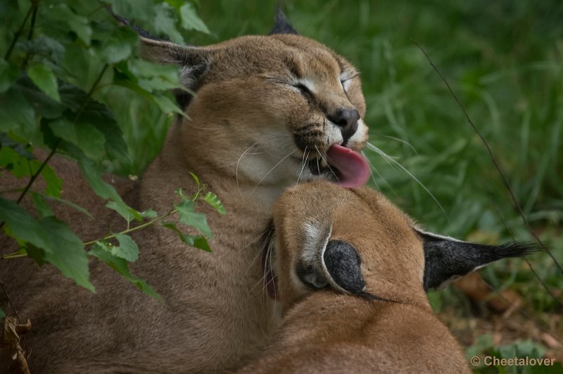 _DSC8607.JPG - Caracal