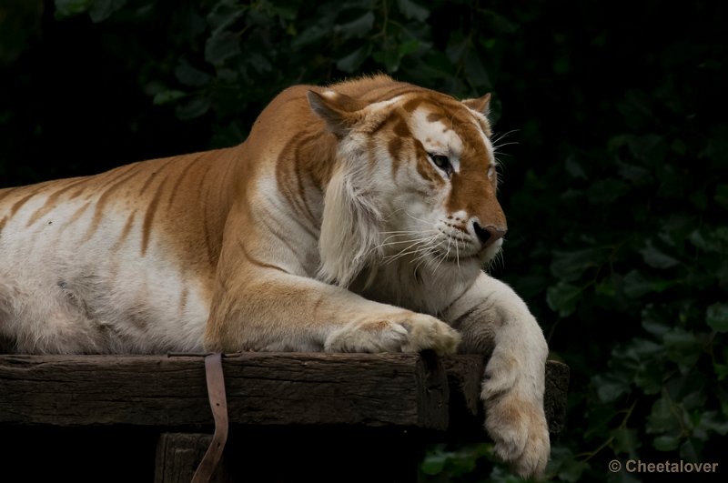 _DSC8624.JPG - Gouden Tijger