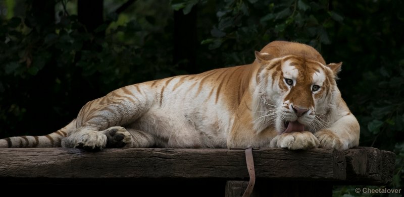 _DSC8630.JPG - Gouden Tijger