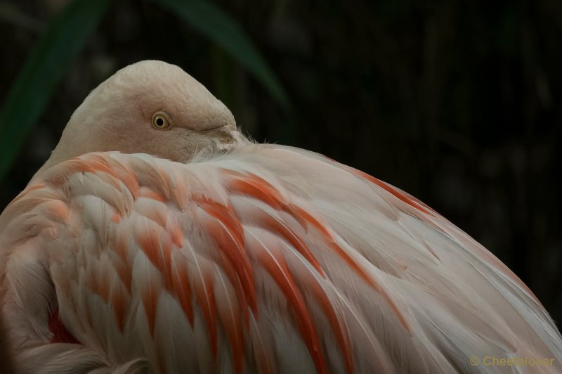 _DSC8659.JPG - Flamingo