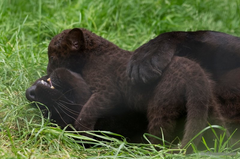 _DSC8695.JPG - Zwarte panter met welp