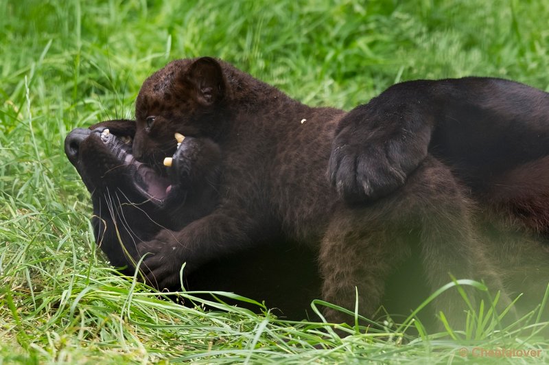 _DSC8698.JPG - Zwarte panter met welp