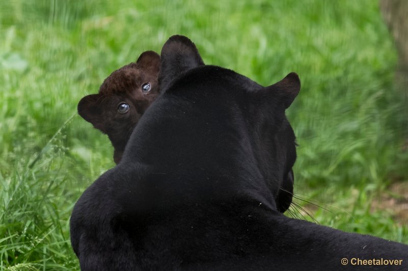 _DSC8703.JPG - Zwarte panter met welp
