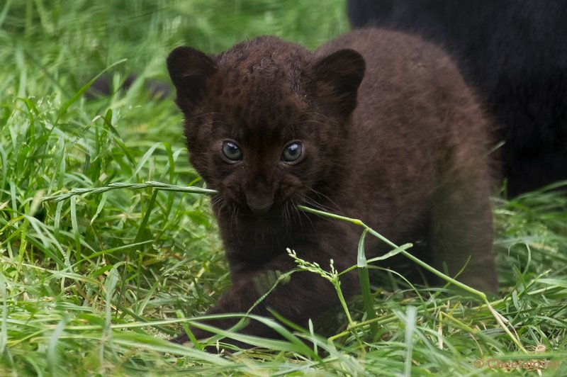 _DSC8710.JPG - Zwarte panter met welp
