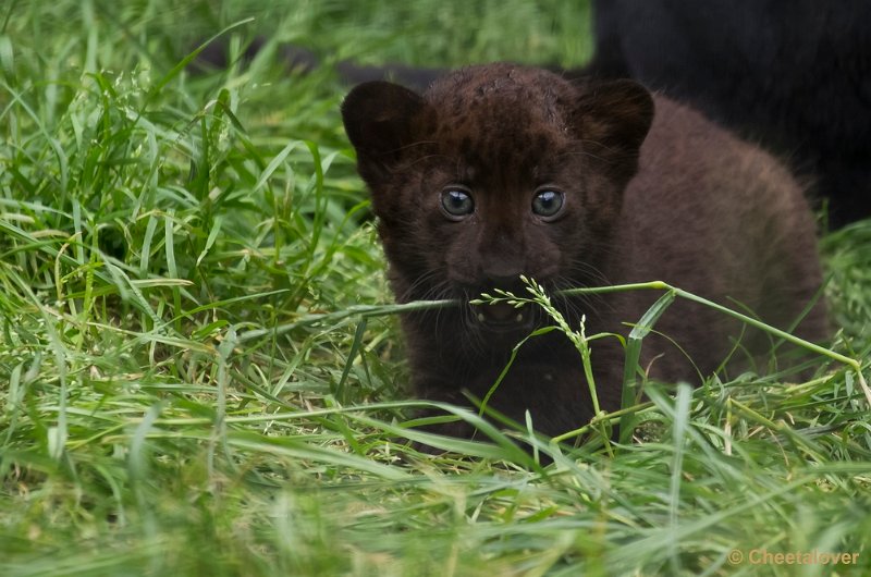 _DSC8712.JPG - Zwarte panter met welp