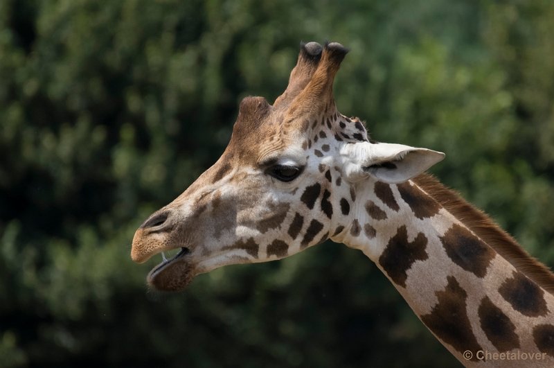 _DSC8853.JPG - Giraffe
