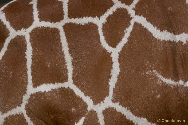 _DSC8859.JPG - Giraffe