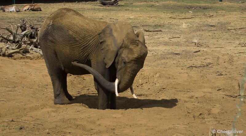 _DSC8861.JPG - Afrikaanse Olifant