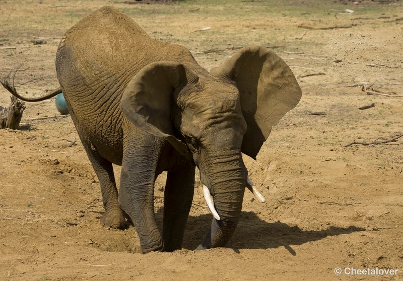 _DSC8865.JPG - Afrikaanse Olifant