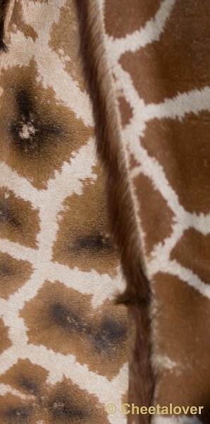 _DSC8879.JPG - Giraffe