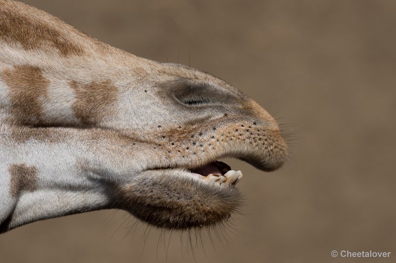 _DSC8880.JPG - Giraffe