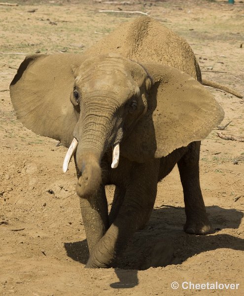 _DSC8888.JPG - Afrikaanse Olifant