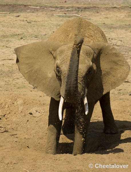 _DSC8889.JPG - Afrikaanse Olifant