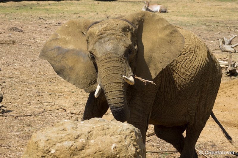 _DSC8902.JPG - Afrikaanse Olifant