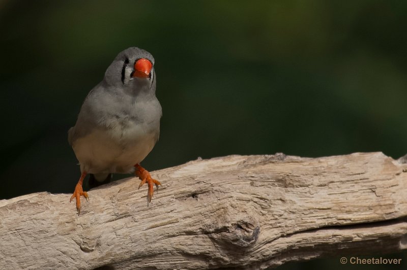 _DSC8959.JPG - Zebravink