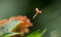 _DSC8966