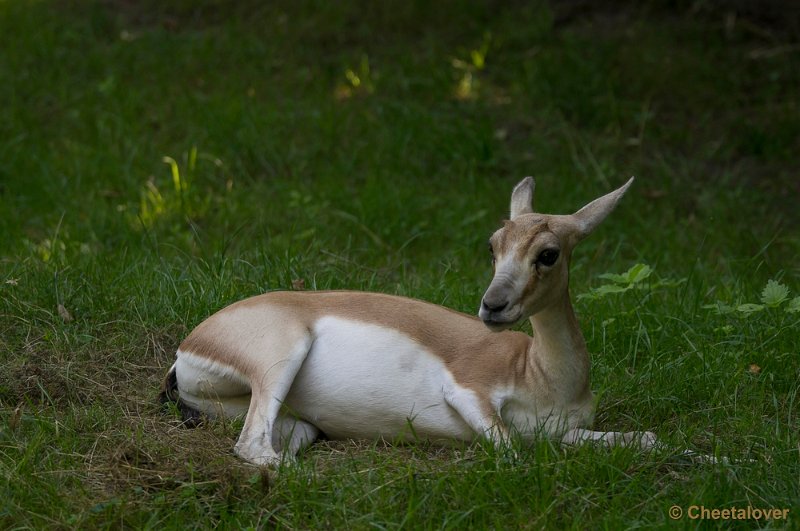 _DSC0108.JPG - Kropgazelle