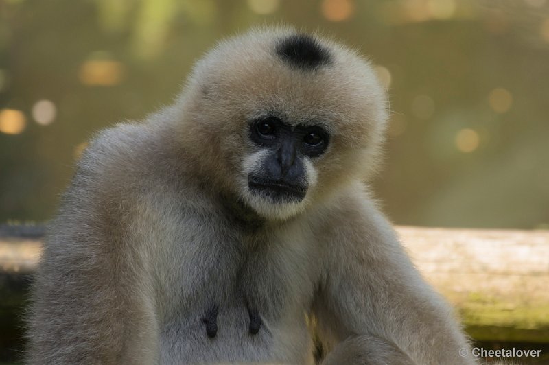 _DSC0140.JPG - Witwanggibbons
