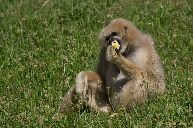 _DSC0152.JPG - Witwanggibbons