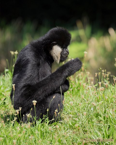 _DSC0153.JPG - Witwanggibbons