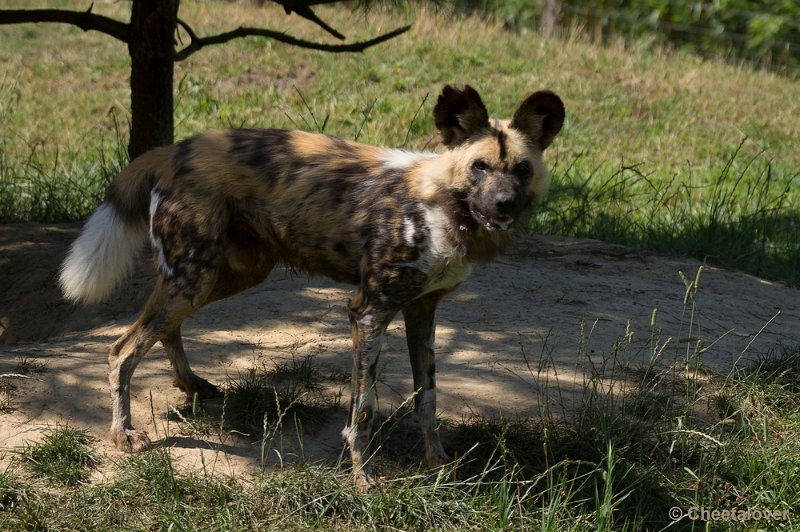 _DSC0162.JPG - Afrikaanse Wilde Hond