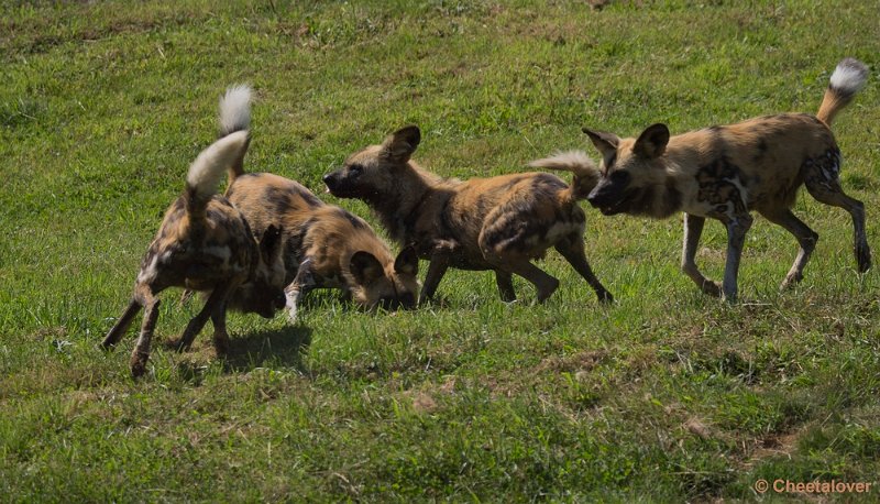 _DSC0178.JPG - Afrikaanse Wilde Hond