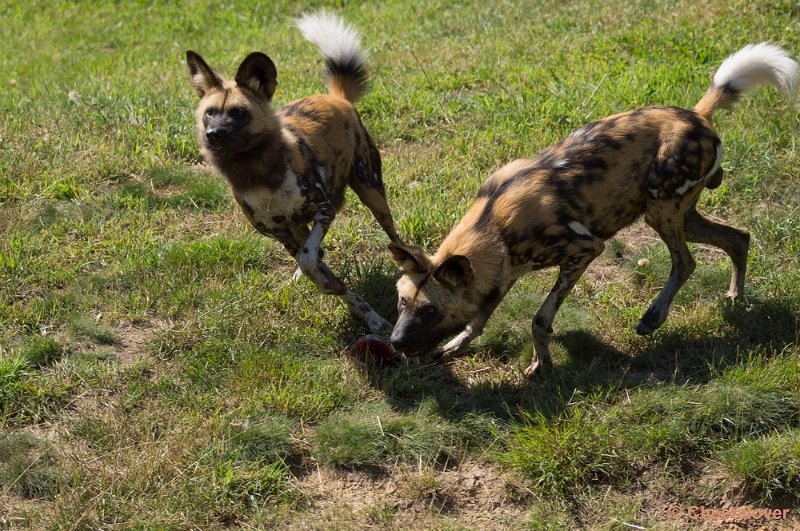 _DSC0186.JPG - Afrikaanse Wilde Hond