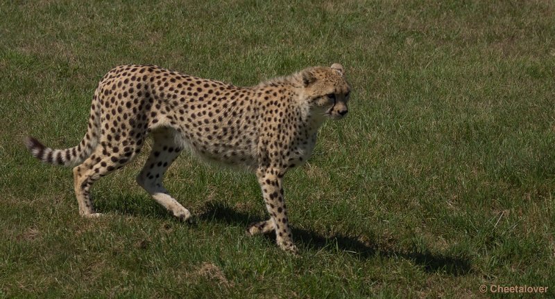 _DSC0228.JPG - Jachtluipaard