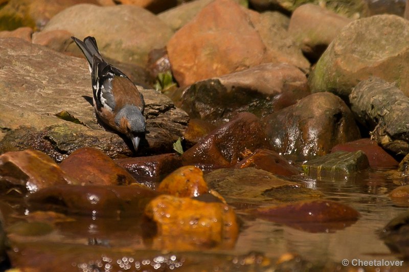 _DSC0367.JPG - Vink