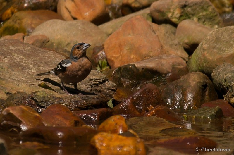 _DSC0368.JPG - Vink