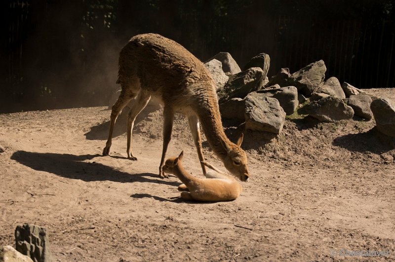 _DSC0489.JPG - Vicuña