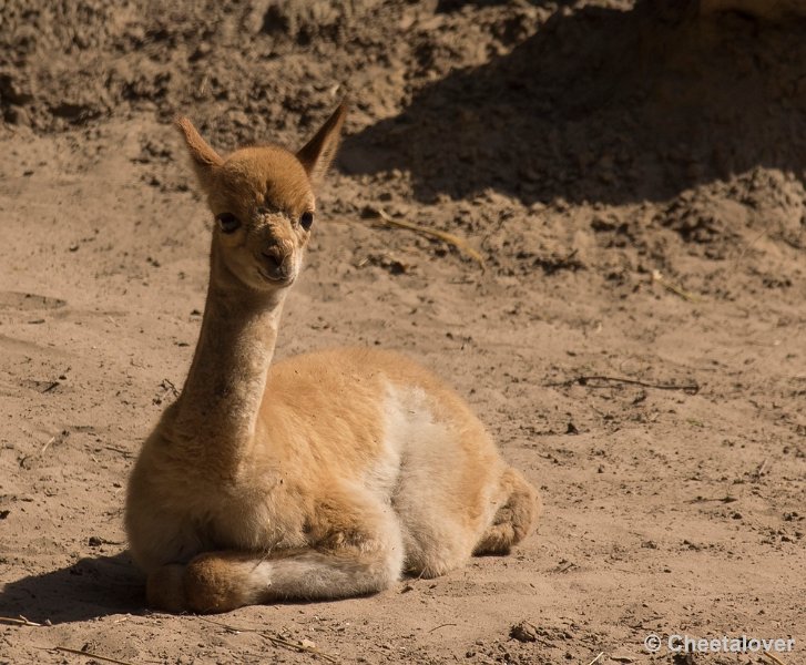 _DSC0498.JPG - Vicuña