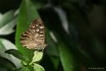 _DSC0096
