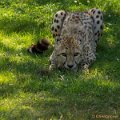 _DSC0302