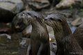_DSC0422