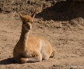 _DSC0498