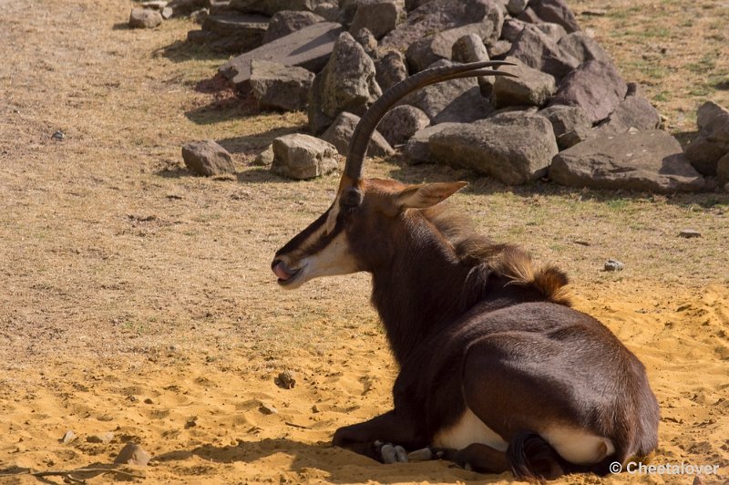 _DSC0892.JPG - Zwartpaardantilope