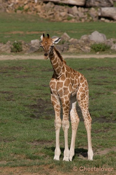 _DSC0909.JPG - Giraffe