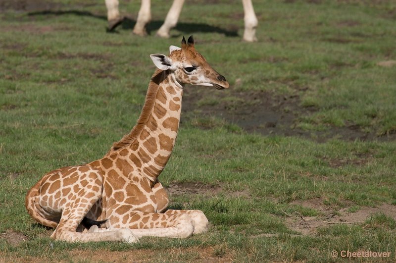 _DSC0911.JPG - giraffe