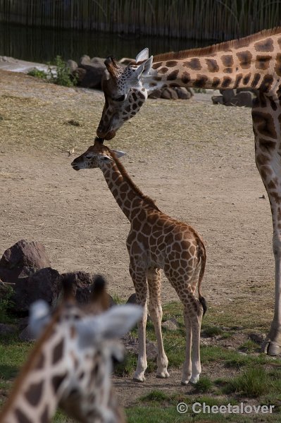 _DSC0949.JPG - Giraffe