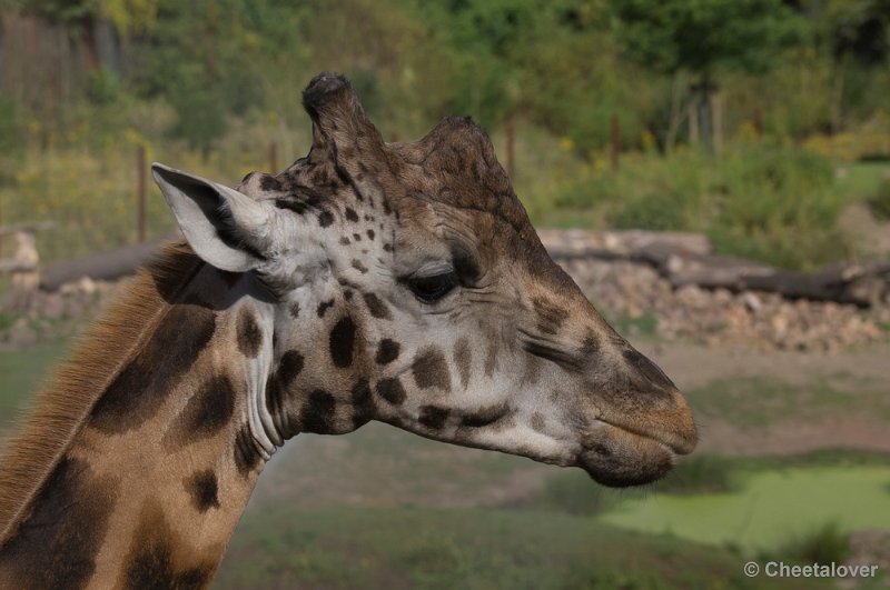 _DSC0952.JPG - Giraffe